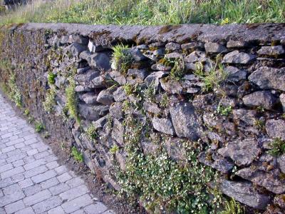 Dingle-wall