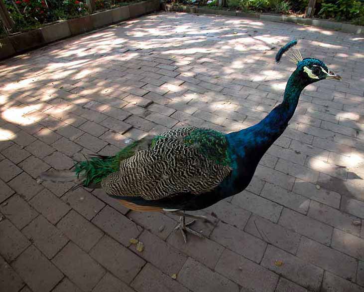 Friendly Peacock - Taken at the LA Arboretum, early fall 2003