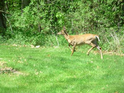 Deer running across yard