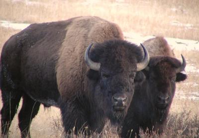 Two Big Bulls