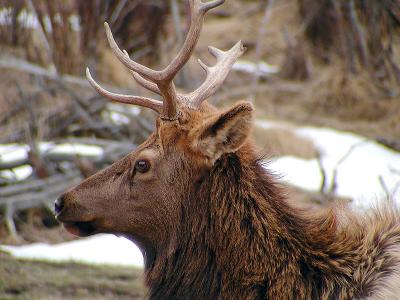 After the Rut