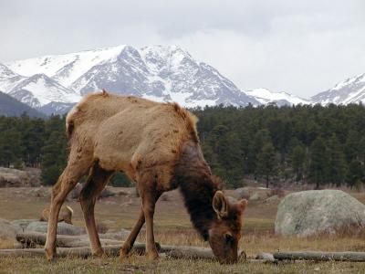 Elk Mountain