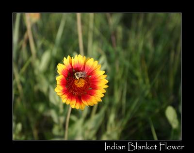 8-04indianblanketflowerbee2.jpg