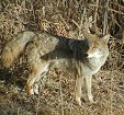 Cherry Creek Coyote