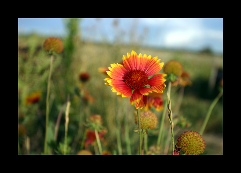Indian Blanket flower