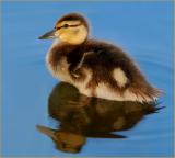 Baby Duck ...