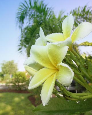 Celadine Plumeria.jpg