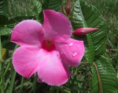 Mandevilla.jpg