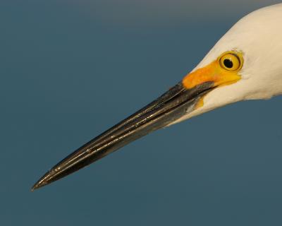 Bird of South Florida