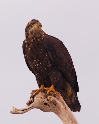 DC005489-M5x4.jpg