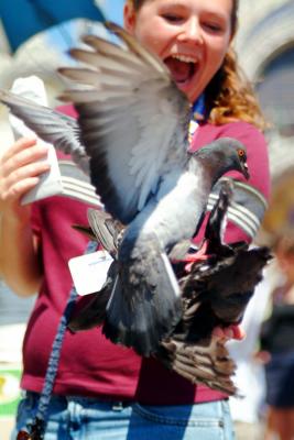 Pigeon Madness in San Marco Plaza