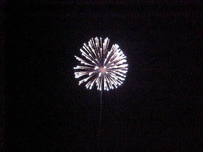 FireworksWhiteBlossom.jpg