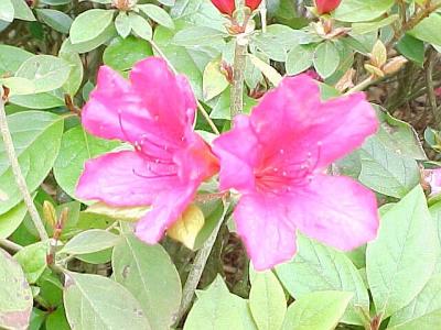 Azaleas.jpg