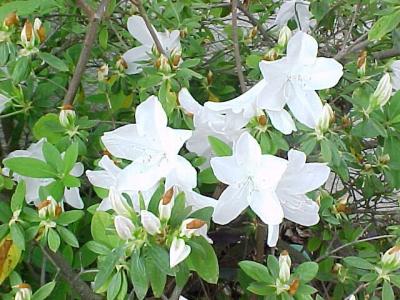 WhiteAzaleas.jpg