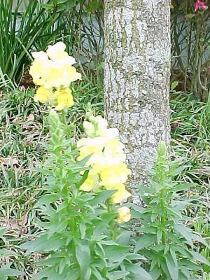 YellowSnpdrgnTree.jpg