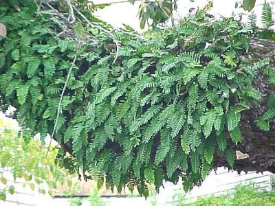 TreeFerns.jpg