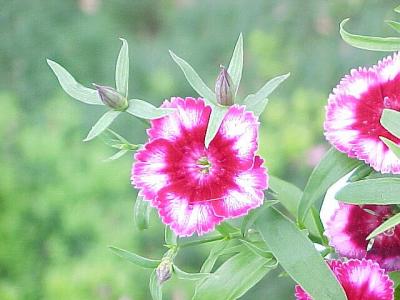 MagentaFlower.jpg