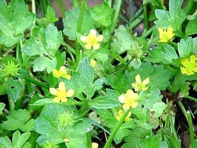 DaintyYellowFlowers.jpg