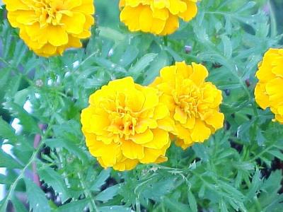 Marigolds.jpg