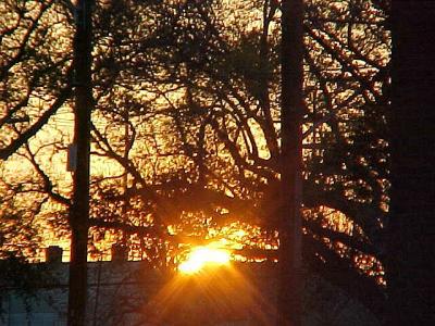 SunsetTrees.jpg