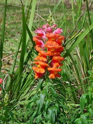 Snapdragon.jpg