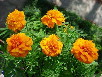 Marigolds.jpg