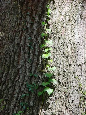 TreeVineShadeLight.jpg