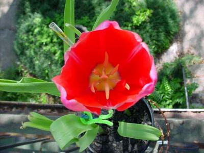 Tulip.jpg