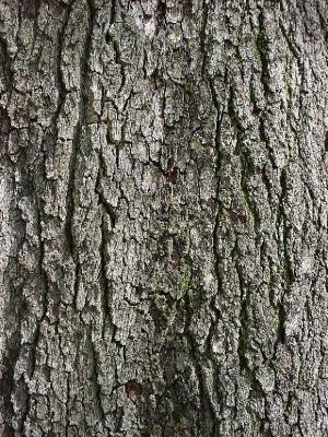 TreeBark.jpg