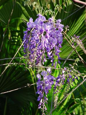 Wisteria.jpg