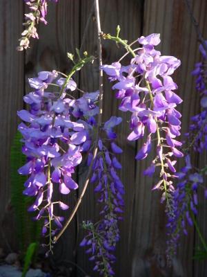Wisteria2.jpg