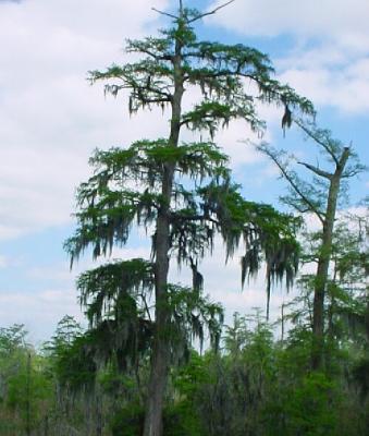SwampTree.jpg