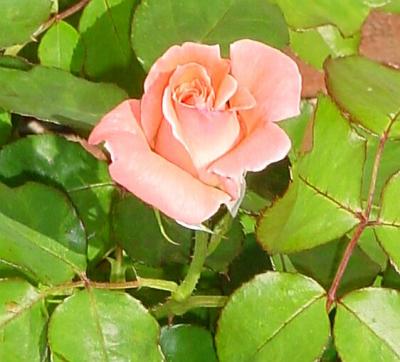 PinkRose.jpg