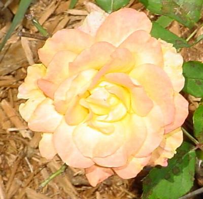 RoseBloom.jpg