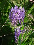 Wisteria.jpg