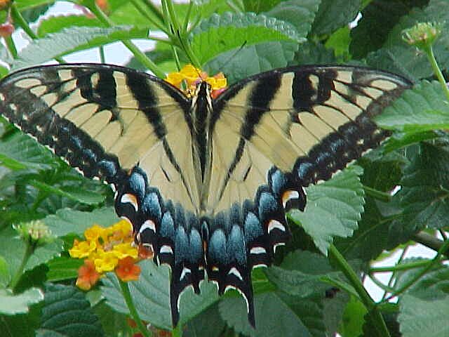 Butterfly.jpg