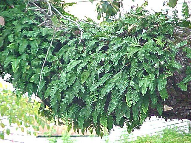 TreeFerns.jpg