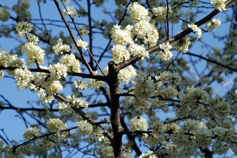 ornamental plum blossoms 2