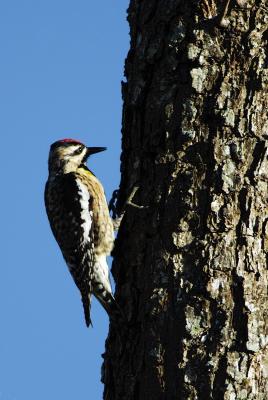 Downey woodpecker in pecan tree 9