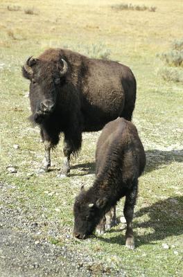bison2.jpg