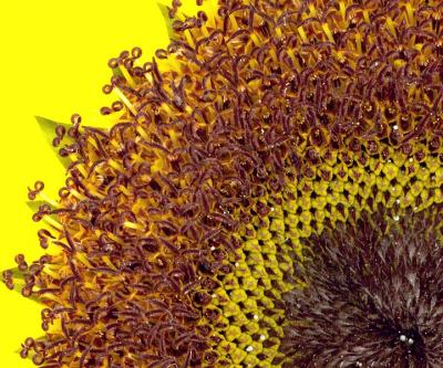 closeupsunflower.jpg