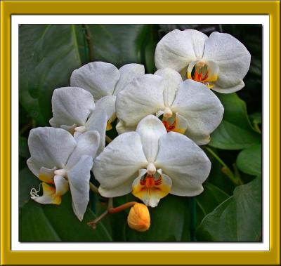 orchidrowDSCN5910.jpg
