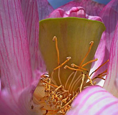 lotuspistilDSCN1296.jpg