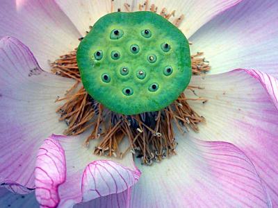 lotusinsideDSCN1295.jpg