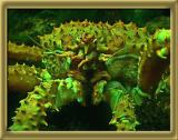 crabfaceDSCN6303.jpg
