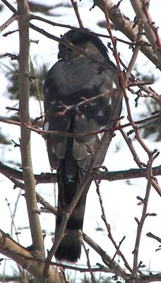 u24/bcurrie/medium/14084465.SharpshinnedHawk10X1303094_IMGpbase3803.jpg