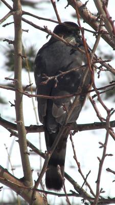 u24/bcurrie/medium/14084466.SharpshinnedHawk10XB3001303090_IMGpbase3803.jpg