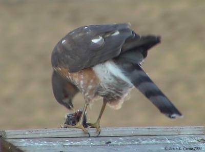 u24/bcurrie/medium/14129988.SharpshinnedHawkfemale1313158_IMG_filteredpbase3903.jpg