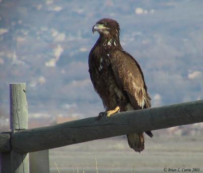 Bald Eagle (immature - 1st year)130-3033_IMG pbase 3-12-03.JPG
