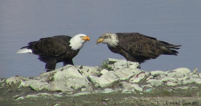 u24/bcurrie/medium/14240149.BaldEagles1303040_IMGpbase31203.jpg